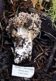 Ramaria rubrievanescens image