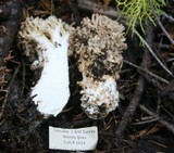 Ramaria rubrievanescens image