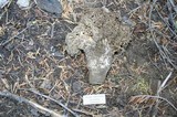 Ramaria rubrievanescens image