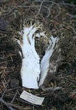 Ramaria rubrievanescens image