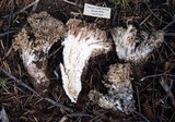 Ramaria rubrievanescens image