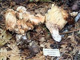 Gomphus bonarii image