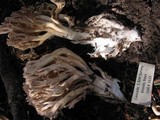 Ramaria acrisiccescens image