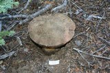 Boletus haematinus image