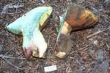 Boletus haematinus image