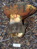 Boletus haematinus image