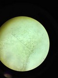 Truncocolumella citrina image