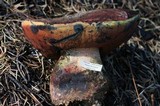 Boletus haematinus image
