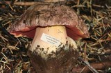 Boletus haematinus image