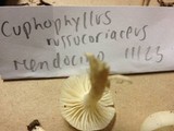 Hygrocybe russocoriacea image