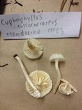 Hygrocybe russocoriacea image