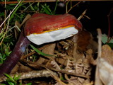 Ganoderma lucidum image