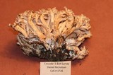 Ramaria flavobrunnescens image