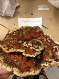 Hydnellum aurantiacum image