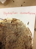 Hydnellum aurantiacum image