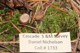 Tuber candidum image
