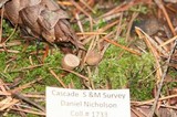 Tuber candidum image
