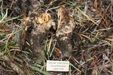 Gomphus bonarii image