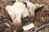 Cantharellus subalbidus image
