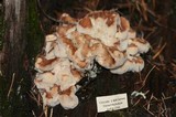 Bondarzewia occidentalis image