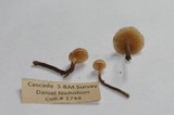 Galerina camerina image