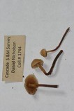 Galerina camerina image