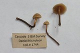 Galerina camerina image