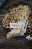 Ramaria rubrievanescens image