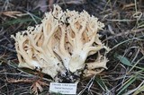 Ramaria flavobrunnescens image