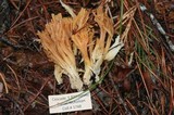 Ramaria longispora image