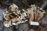 Gomphus kauffmanii image