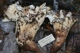 Gomphus kauffmanii image