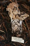 Ramaria rubrievanescens image