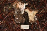 Gomphus bonarii image
