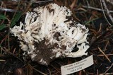 Ramaria flavobrunnescens image