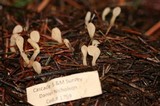 Spathularia flavida image