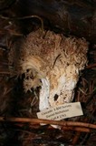 Ramaria rubrievanescens image