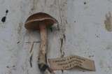 Cortinarius athabascus image