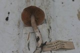 Cortinarius athabascus image