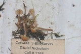 Galerina clavata image