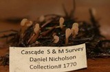 Spathularia flavida image