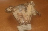 Gomphus bonarii image