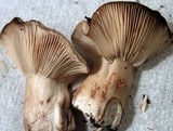 Russula densifolia image