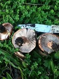 Tricholoma fracticum image