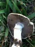 Agaricus californicus image
