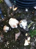 Hebeloma crustuliniforme image