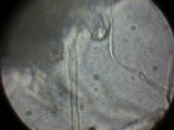 Hebeloma crustuliniforme image