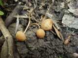 Conocybe ochrostriata image