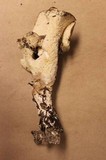 Jahnoporus hirtus image