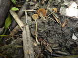 Conocybe ochrostriata image